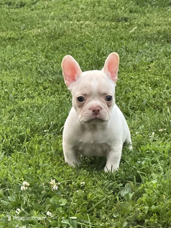 Stowaway  – French Bulldog, Frenchton puppy for sale in Frankfort, IN