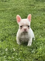 Stowaway , a male French Bulldog and Frenchton for sale in Frankfort, IN – 1 of 6