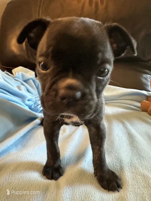 Georgia  – Boston Terrier, French Bulldog puppy for sale in Frankfort, IN
