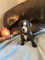 Butterball , a male Boston Terrier and French Bulldog for sale in Frankfort, IN – 7 of 9