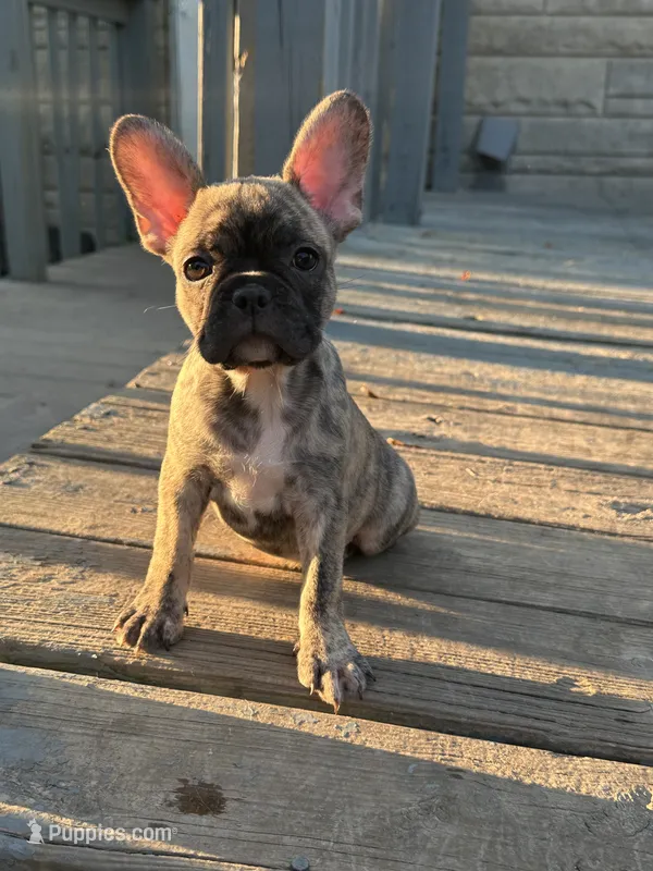 Cocoa – French Bulldog, Frenchton puppy for sale in Frankfort, IN