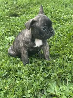 Izzy, a female French Bulldog and Frenchton for sale in Frankfort, IN – 5 of 7