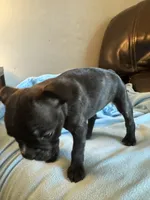 Ella, a female Boston Terrier and French Bulldog for sale in Frankfort, IN – 2 of 9