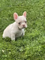 Stowaway , a male French Bulldog and Frenchton for sale in Frankfort, IN – 3 of 6
