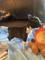 Savanna, a female Boston Terrier and French Bulldog for sale in Frankfort, IN – 5 of 9