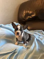 Ava, a female Boston Terrier and French Bulldog for sale in Frankfort, IN – 5 of 9