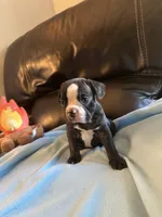 Butterball , a male Boston Terrier and French Bulldog for sale in Frankfort, IN – 5 of 9