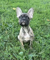 Cocoa, a female French Bulldog and Frenchton for sale in Frankfort, IN – 2 of 7