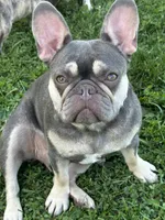 Lilly, a female French Bulldog and Frenchton for sale in Frankfort, IN – 7 of 8