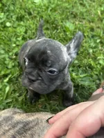Big Lips, a male French Bulldog and Frenchton for sale in Frankfort, IN – 4 of 6