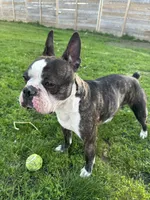 Becky, a female French Bulldog and Frenchton for sale in Frankfort, IN – 4 of 6