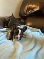 Georgia , a female Boston Terrier and French Bulldog for sale in Frankfort, IN – 3 of 9