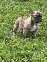 Cocoa, a female French Bulldog and Frenchton for sale in Frankfort, IN – 4 of 7