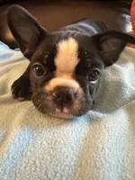 Sophie, a female Boston Terrier and French Bulldog for sale in Frankfort, IN – 4 of 9