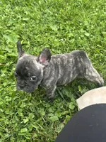Big Lips, a male French Bulldog and Frenchton for sale in Frankfort, IN – 2 of 6