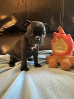 Ella, a female Boston Terrier and French Bulldog for sale in Frankfort, IN – 5 of 9