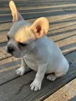 Poppy, a female French Bulldog and Frenchton for sale in Frankfort, IN – 2 of 5