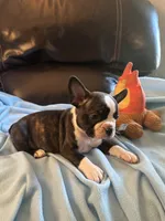 Ava, a female Boston Terrier and French Bulldog for sale in Frankfort, IN – 6 of 9