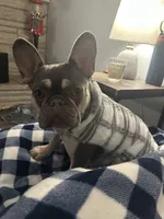 Big Lips, a male French Bulldog and Frenchton for sale in Frankfort, IN – 5 of 6