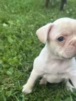 Becky, a female French Bulldog and Frenchton for sale in Frankfort, IN – 1 of 6