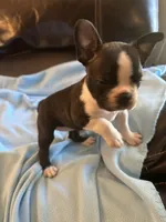 Savanna, a female Boston Terrier and French Bulldog for sale in Frankfort, IN – 3 of 9