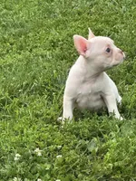 Stowaway , a male French Bulldog and Frenchton for sale in Frankfort, IN – 2 of 6