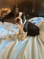Savanna, a female Boston Terrier and French Bulldog for sale in Frankfort, IN – 6 of 9