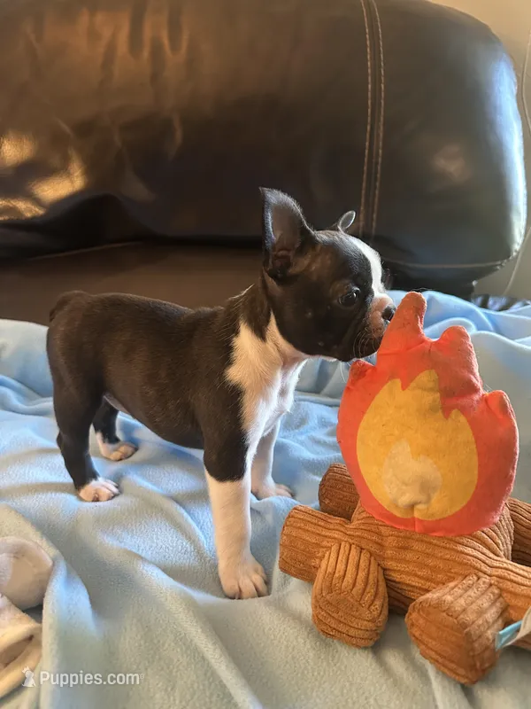 Savanna – Boston Terrier, French Bulldog puppy for sale in Frankfort, IN
