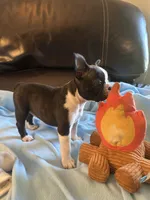 Savanna, a female Boston Terrier and French Bulldog for sale in Frankfort, IN – 1 of 9