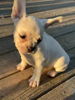 Poppy, a female French Bulldog and Frenchton for sale in Frankfort, IN – 3 of 5