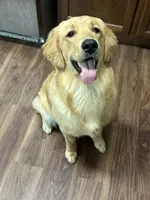 Penny, a female Golden Retriever for sale in Frankfort, IN – 4 of 4