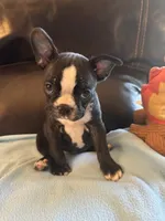 Sophie, a female Boston Terrier and French Bulldog for sale in Frankfort, IN – 5 of 9