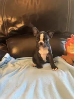 Sophie, a female Boston Terrier and French Bulldog for sale in Frankfort, IN – 6 of 9
