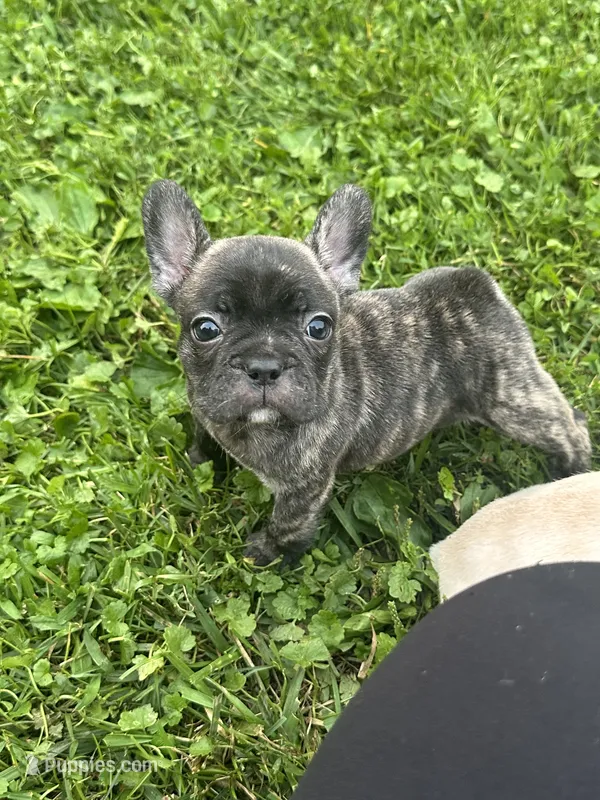Big Lips – French Bulldog, Frenchton puppy for sale in Frankfort, IN