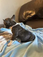 Ava, a female Boston Terrier and French Bulldog for sale in Frankfort, IN – 3 of 9