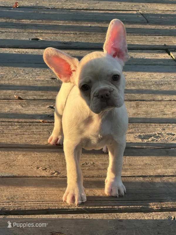 Lilly – French Bulldog, Frenchton puppy for sale in Frankfort, IN