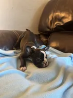 Georgia , a female Boston Terrier and French Bulldog for sale in Frankfort, IN – 4 of 9