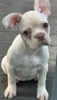 Lilly, a female French Bulldog and Frenchton for sale in Frankfort, IN – 2 of 8