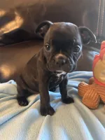 Ella, a female Boston Terrier and French Bulldog for sale in Frankfort, IN – 7 of 9