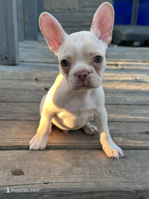 Stevie – French Bulldog, Frenchton puppy for sale in Frankfort, IN
