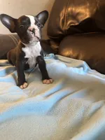Georgia , a female Boston Terrier and French Bulldog for sale in Frankfort, IN – 7 of 9