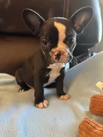 Georgia , a female Boston Terrier and French Bulldog for sale in Frankfort, IN – 5 of 9