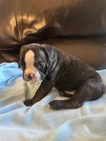 Butterball , a male Boston Terrier and French Bulldog for sale in Frankfort, IN – 2 of 9