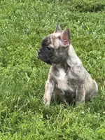 Cocoa, a female French Bulldog and Frenchton for sale in Frankfort, IN – 2 of 7