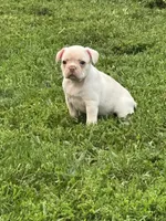 Becky, a female French Bulldog and Frenchton for sale in Frankfort, IN – 2 of 6