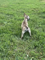 Cocoa, a female French Bulldog and Frenchton for sale in Frankfort, IN – 5 of 7