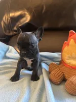 Teeny, a female Boston Terrier and French Bulldog for sale in Frankfort, IN – 5 of 9