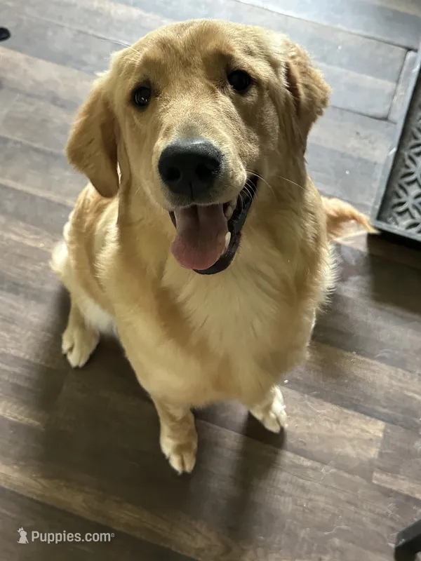 Penny – Golden Retriever puppy for sale in Frankfort, IN