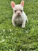 Stowaway , a male French Bulldog and Frenchton for sale in Frankfort, IN – 4 of 6