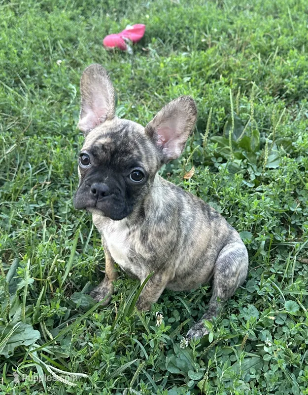 Cocoa – French Bulldog, Frenchton puppy for sale in Frankfort, IN